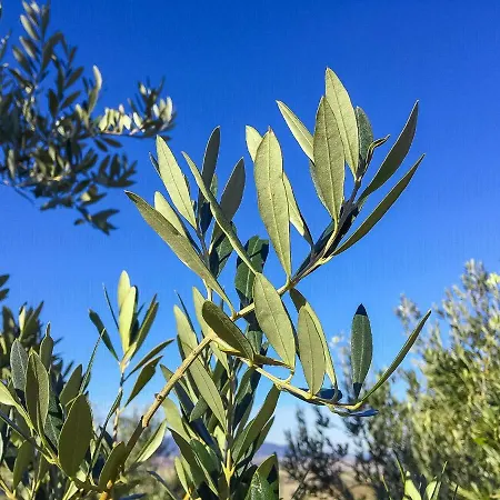 Agriturismo Le Vignacce Vakantieboerderij